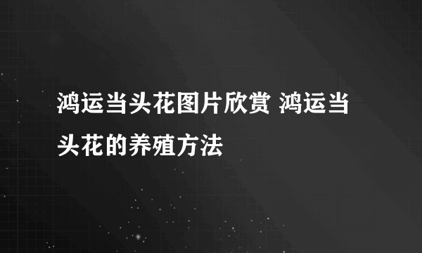 鸿运当头花图片欣赏 鸿运当头花的养殖方法