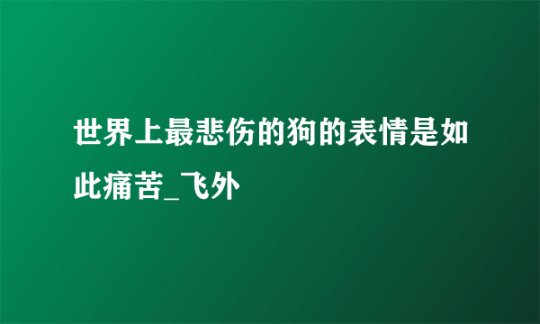 世界上最悲伤的狗的表情是如此痛苦_飞外