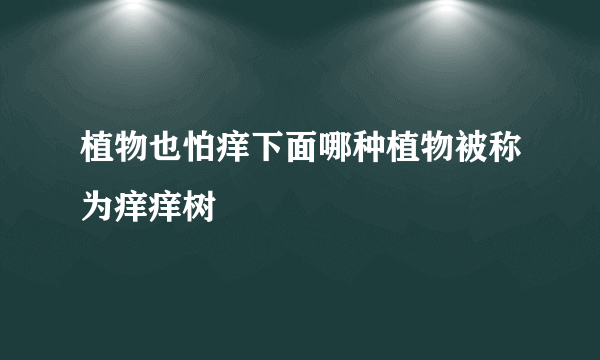 植物也怕痒下面哪种植物被称为痒痒树