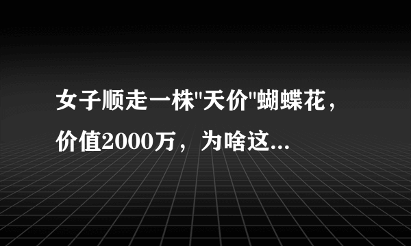 女子顺走一株