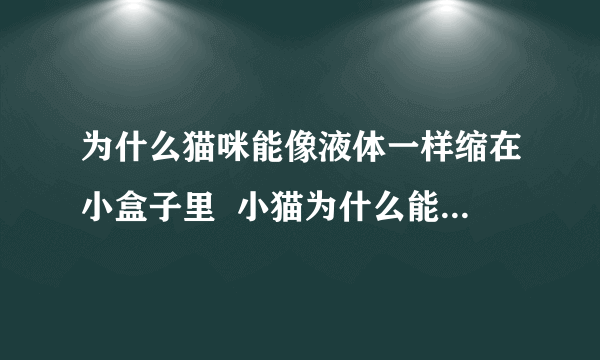 为什么猫咪能像液体一样缩在小盒子里  小猫为什么能像液体一样