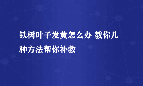铁树叶子发黄怎么办 教你几种方法帮你补救