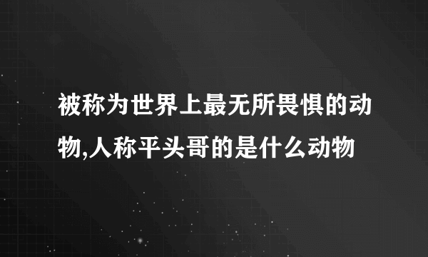 被称为世界上最无所畏惧的动物,人称平头哥的是什么动物