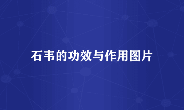 石韦的功效与作用图片
