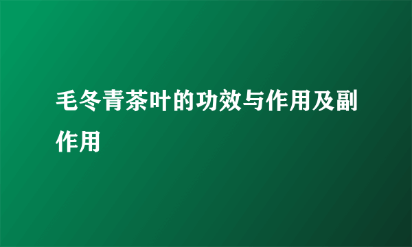 毛冬青茶叶的功效与作用及副作用