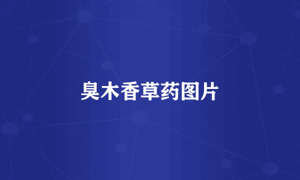 臭木香草药图片