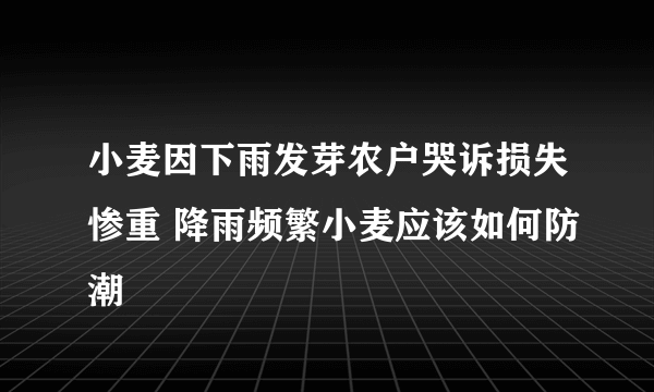 小麦因下雨发芽农户哭诉损失惨重 降雨频繁小麦应该如何防潮