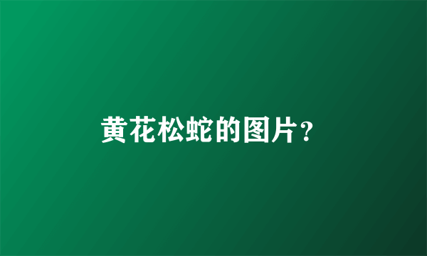 黄花松蛇的图片？