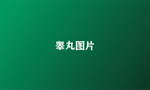 睾丸图片