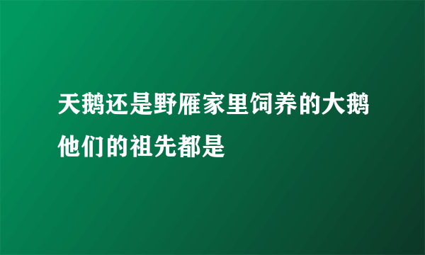 天鹅还是野雁家里饲养的大鹅他们的祖先都是