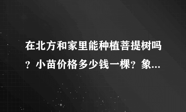 在北方和家里能种植菩提树吗？小苗价格多少钱一棵？象征着什么？