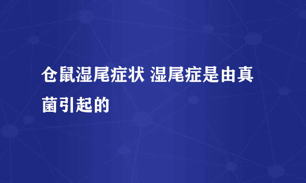 仓鼠湿尾症状 湿尾症是由真菌引起的