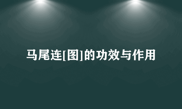 马尾连[图]的功效与作用
