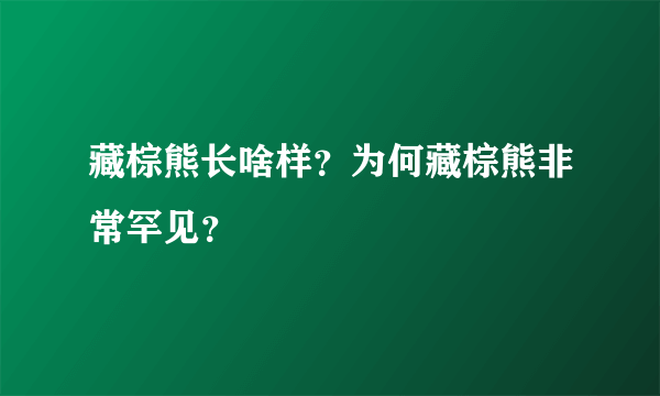 藏棕熊长啥样？为何藏棕熊非常罕见？