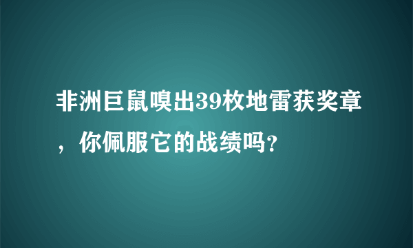 非洲巨鼠嗅出39枚地雷获奖章，你佩服它的战绩吗？