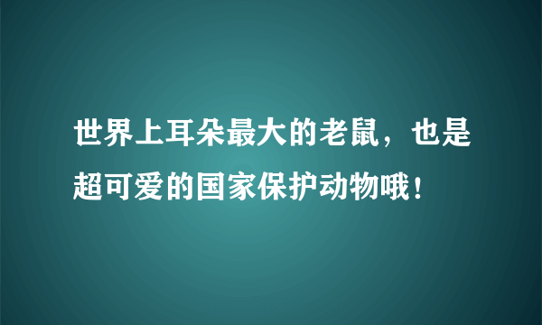世界上耳朵最大的老鼠，也是超可爱的国家保护动物哦！
