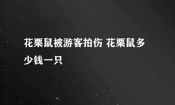 花栗鼠被游客拍伤 花栗鼠多少钱一只